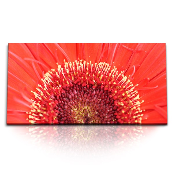 Paul Sinus Art Kunstdruck Bilder 120x60cm Rote Blume Blüte Nahaufnahme Makrofotografie Rot