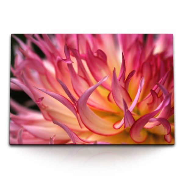 Paul Sinus Art 120x80cm Wandbild auf Leinwand Dahlie Dahlienblüte Rosa Blume Nahaufnahme Blumenblüte