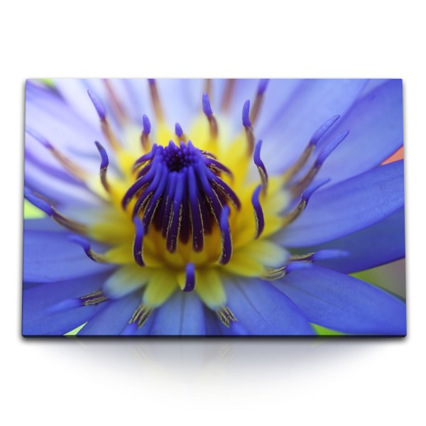 Paul Sinus Art 120x80cm Wandbild auf Leinwand Exotische Blüte Blume Blau Gelb Nahaufnahme