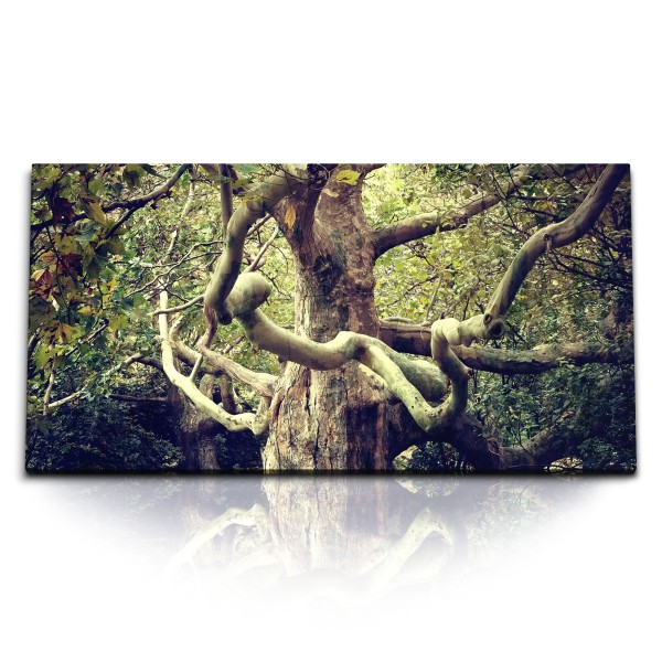 Paul Sinus Art Kunstdruck Bilder 120x60cm Naturbild großer Baum Asien Tropisch Wald