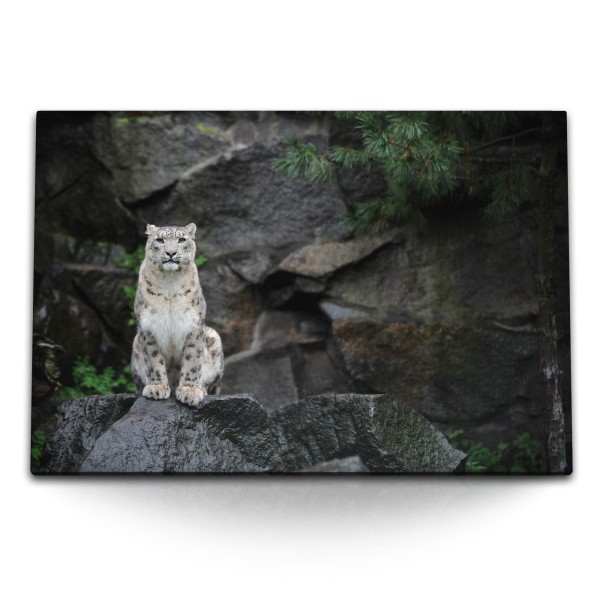 Paul Sinus Art 120x80cm Wandbild auf Leinwand Schneeleopard Raubkatze schwarze Felsen Tierfotografie