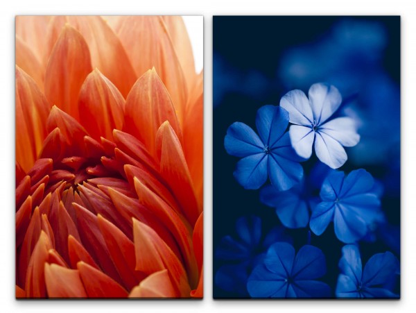 Paul Sinus Art 2 Bilder je 60x90cm Dahlie Blüte Blume Blau Rot Nahaufnahme Fotokunst