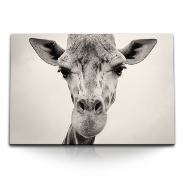 Paul Sinus Art 120x80cm Wandbild auf Leinwand Porträt Giraffe Tierfotografie Afrika Kunstvoll