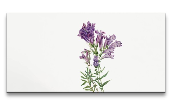 Paul Sinus Art Remaster 120x60cm Botanische Zeichnung Penstemon Purple Perfection Blume