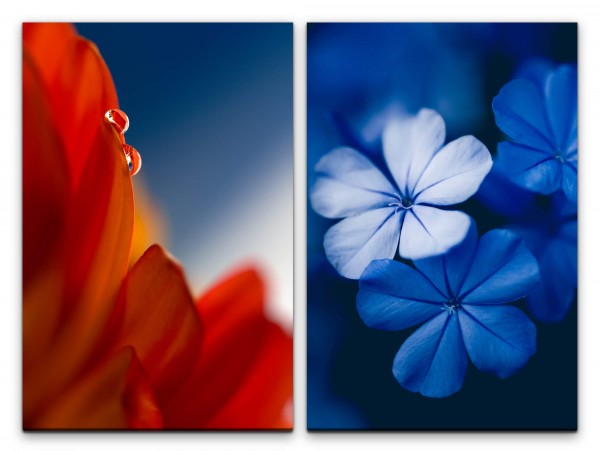 Paul Sinus Art 2 Bilder je 60x90cm Blumen Blüten Rot Blau Sommer Fotokunst Makrofotografie