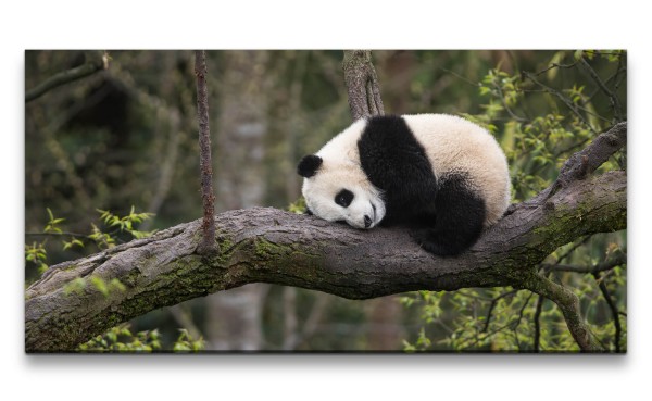 Paul Sinus Art Leinwandbild 120x60cm Kleiner süßer Panda Pandabär Flauschig Niedlich