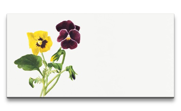 Paul Sinus Art Remaster 120x60cm Botanische Illustration Blume Blüte Stiefmütterchen Frühling