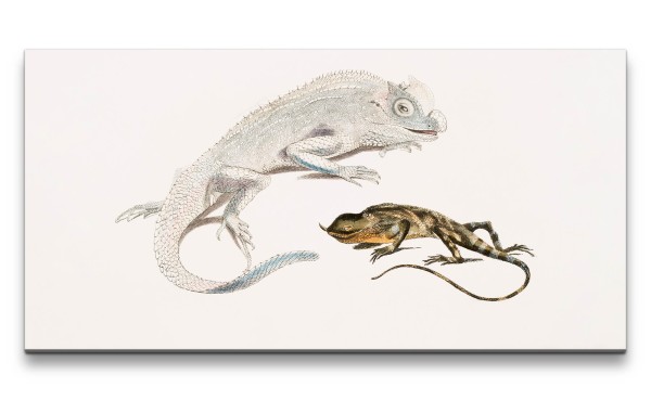 Paul Sinus Art Remaster 120x60cm Alte Illustration Zoologie Echse Indien Lizard Vintage Dekorativ Reptil