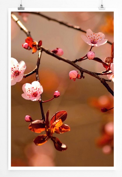 Paul Sinus Art 60x90cm Naturfotografie Poster Sakura Blumen