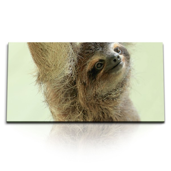 Paul Sinus Art Kunstdruck Bilder 120x60cm Kleines Faultier Tierfotografie Lustig Faultierbaby