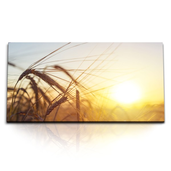 Paul Sinus Art Kunstdruck Bilder 120x60cm Weizen Weizenfelder Sommer Sonnenschein Sonnenuntergang