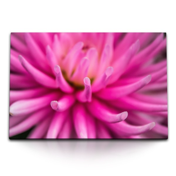 Paul Sinus Art 120x80cm Wandbild auf Leinwand Rosa Blüte Makrofotografie Blume Kunstvoll Dekorativ