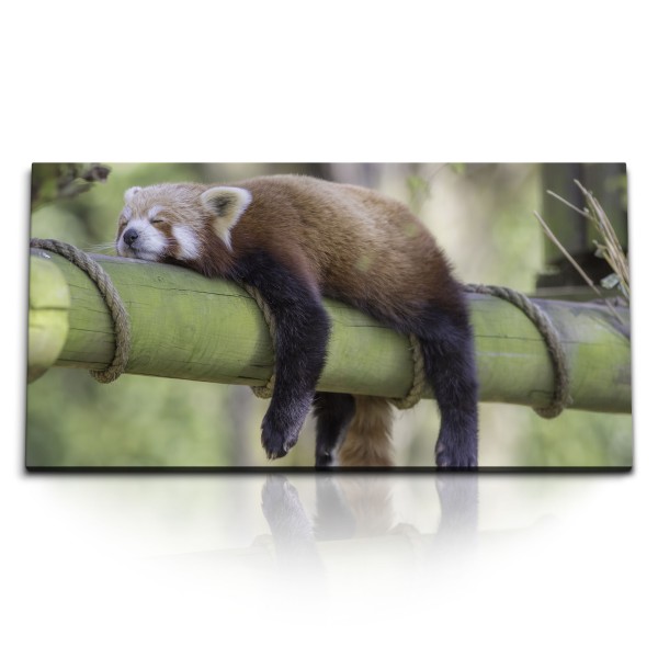 Paul Sinus Art Kunstdruck Bilder 120x60cm Roter Panda auf Baumstamm Tierfotografie Siesta