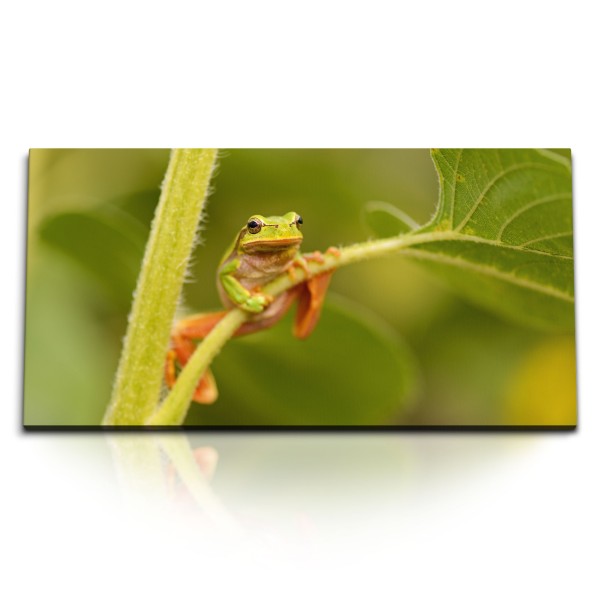 Paul Sinus Art Kunstdruck Bilder 120x60cm Grüner Frosch Tierfotografie Tropisch Grün Natur