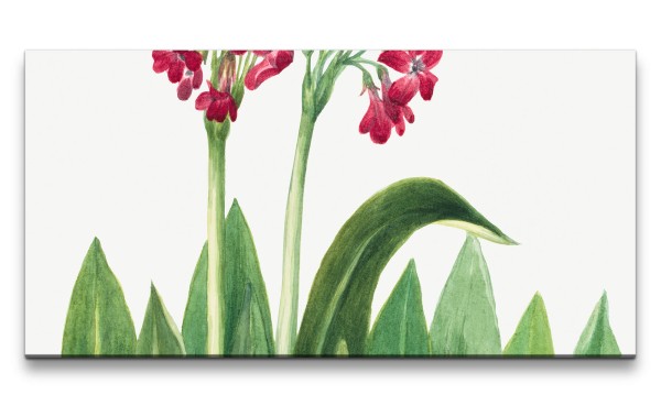 Paul Sinus Art Remaster 120x60cm Botanische Vintage Illustration schöne Pflanze mit roten Blüten