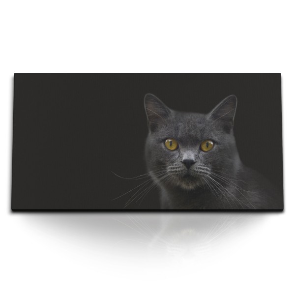 Paul Sinus Art Kunstdruck Bilder 120x60cm Grauer Kater Katze schwarzer Hintergrund Tierfotografie