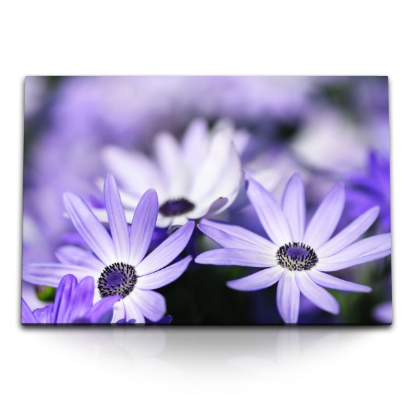 Paul Sinus Art 120x80cm Wandbild auf Leinwand Weiße Blumen Blüten Violett Feldblumen Wildblumen