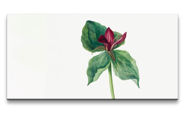 Paul Sinus Art Remaster 120x60cm Botanische Vintage Illustration Trillium schöne Pflanze Dekorativ