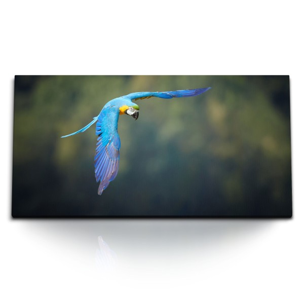 Paul Sinus Art Kunstdruck Bilder 120x60cm Papagei im Flug bunter Vogel Tierfotografie Exotisch