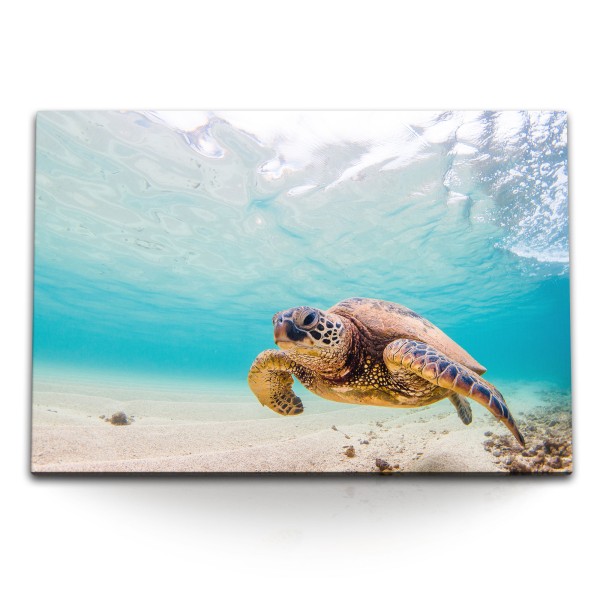 Paul Sinus Art 120x80cm Wandbild auf Leinwand Seeschildkröte unter Wasser Wasserschildkröte Hellblau