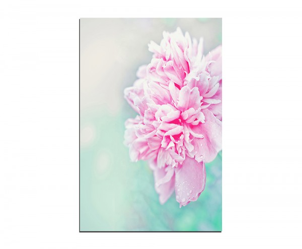 Paul Sinus Art 120x80cm Pfingstrose Blume rosa Hintergrund floral