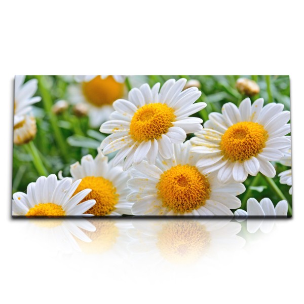 Paul Sinus Art Kunstdruck Bilder 120x60cm Gänseblümchen weiße Blumen Blumenwiese Sommer