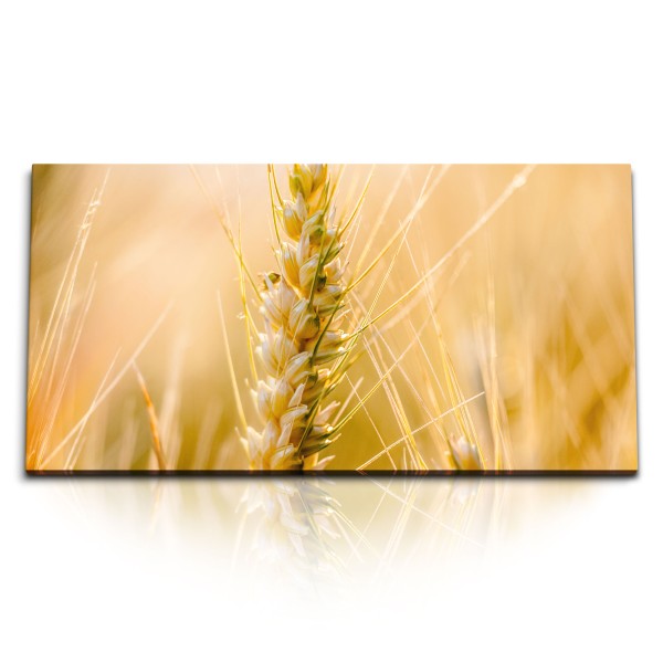 Paul Sinus Art Kunstdruck Bilder 120x60cm Weizen Getreide Sommer Feld Natur Makro