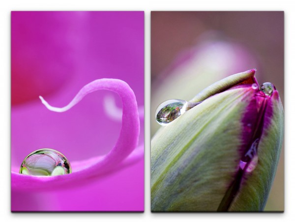 Paul Sinus Art 2 Bilder je 60x90cm Orchidee Wassertropfen Knospen Blume Sommer Saft Makrofotografie