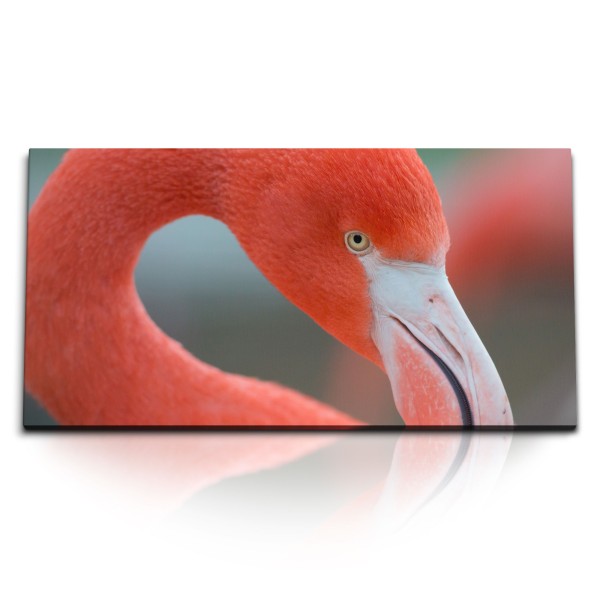 Paul Sinus Art Kunstdruck Bilder 120x60cm Flamingo Tierfotografie Nahaufnahme Vogel Rot