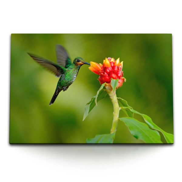 Paul Sinus Art 120x80cm Wandbild auf Leinwand Kolibri exotische Blume Grün kleine Vogel