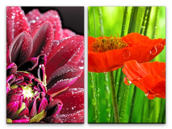 Paul Sinus Art 2 Bilder je 60x90cm Zinnien rote Blumen Natur Sommer Wassertropfen Stimmig Makrofotografie