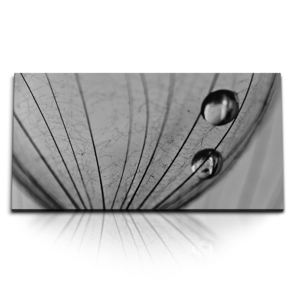 Paul Sinus Art Kunstdruck Bilder 120x60cm Schwarz Weiß Makrofotografie Pusteblume Wassertropfen