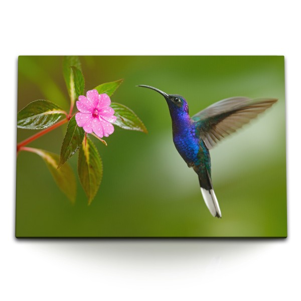 Paul Sinus Art 120x80cm Wandbild auf Leinwand Kolibri kleiner Vogel Exotisch Blume Blüte