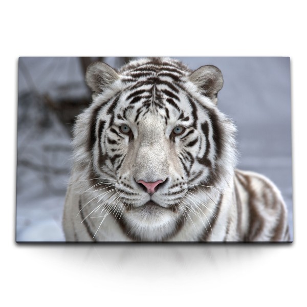 Paul Sinus Art 120x80cm Wandbild auf Leinwand Weißer sibirischer Tiger Tierfotografie Raubkatze