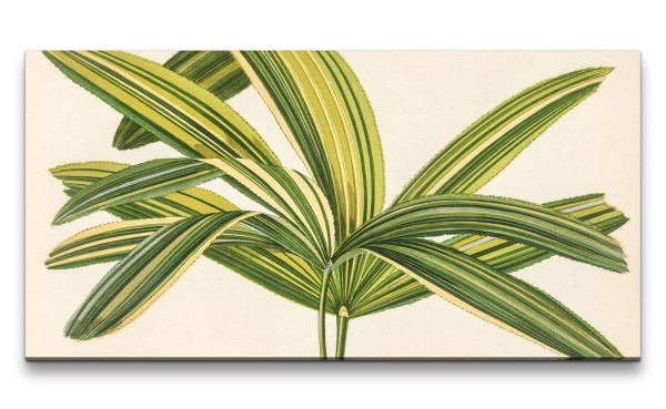 Paul Sinus Art Remaster 120x60cm Botanische Illustration Pflanze Blatt Grün Natur Dekorativ