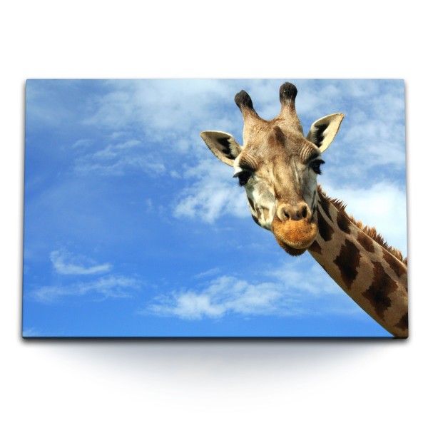 Paul Sinus Art 120x80cm Wandbild auf Leinwand Giraffe blauer Himmel Tierfotografie Afrika Sonnenschein