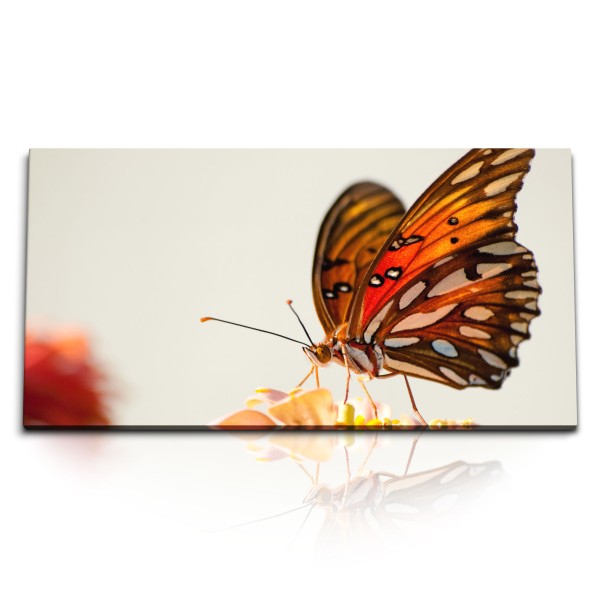 Paul Sinus Art Kunstdruck Bilder 120x60cm Schmetterling Tierfotografie Blume Blüte Nahaufnahme