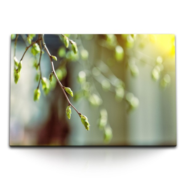 Paul Sinus Art 120x80cm Wandbild auf Leinwand Knospen Frühling Baumknospen Natur Grün