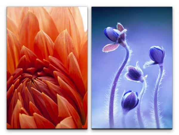 Paul Sinus Art 2 Bilder je 60x90cm Dahlie Blumen Rot Blau Blüten Makro Makrofotografie