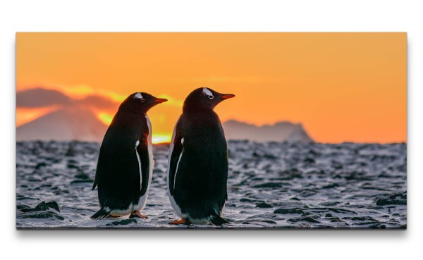 Paul Sinus Art Leinwandbild 120x60cm Pinguine Natur schöne Tiere Sonnenuntergang Pärchen