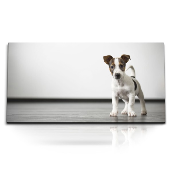 Paul Sinus Art Kunstdruck Bilder 120x60cm Kleiner Welpe Hund Jack Russell Babyhund