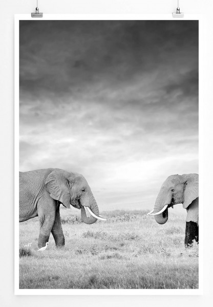 Paul Sinus Art Naturfotografie 60x90cm Poster Zwei Elefanten in der Wildnis Kenia Afrika