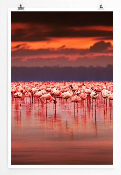 Paul Sinus Art 60x90cm Landschaftsfotografie Poster Afrikanische Flamingogruppe bei Sonnenaufgang