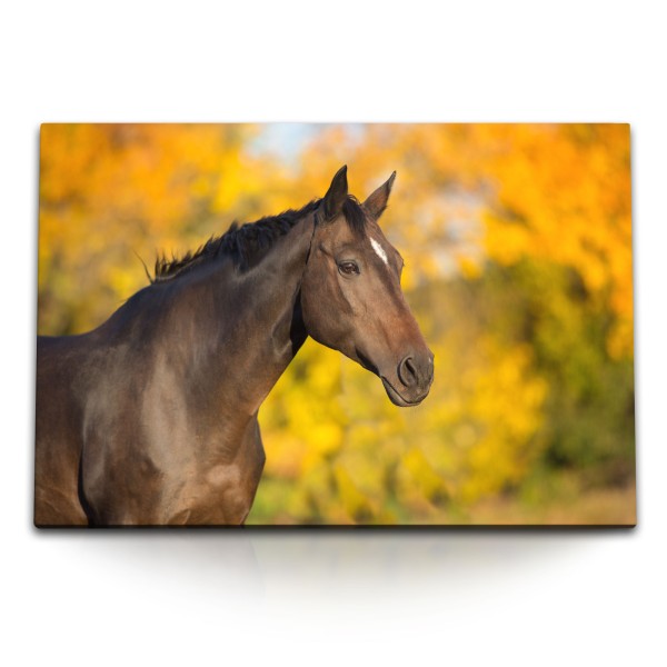 Paul Sinus Art 120x80cm Wandbild auf Leinwand Pferd Hengst Herbst Natur Tierfotografie