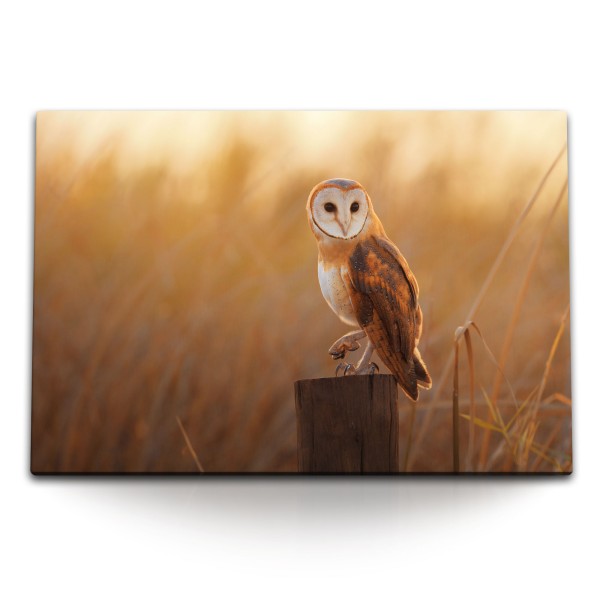 Paul Sinus Art 120x80cm Wandbild auf Leinwand Eule Landschaft Abendrot Natur Tierfotografie