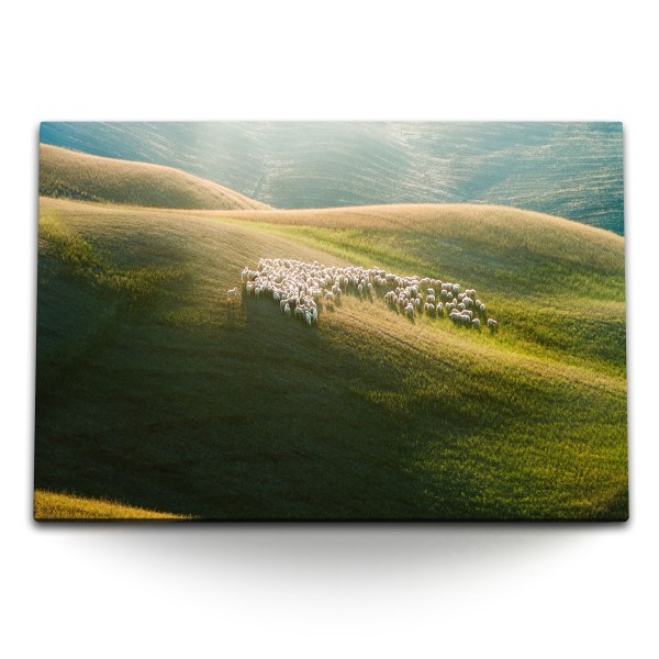 Paul Sinus Art 120x80cm Wandbild auf Leinwand Schafe Schafherde Graslandschaft Hügel Schottland