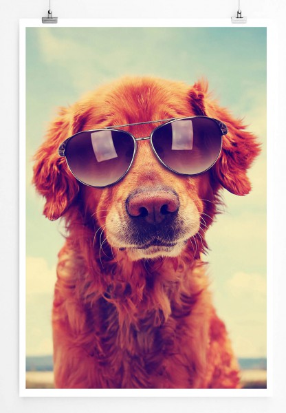 Paul Sinus Art Tierfotografie 60x90cm Poster Cooler Golden Retriever mit Sonnenbrille