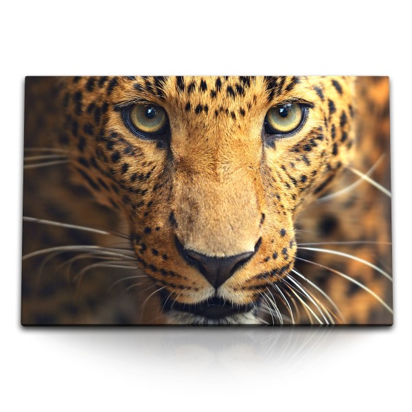 Paul Sinus Art 120x80cm Wandbild auf Leinwand Amurleopard Leopard Raubkatze Tierfotografie