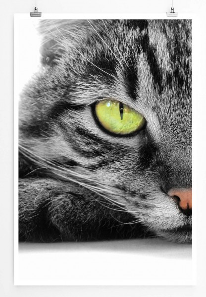 Paul Sinus Art 60x90cm Tierfotografie Poster Hauskatze mit grünen Augen Porträt