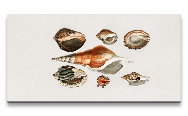 Paul Sinus Art Remaster 120x60cm Muscheln Seemuscheln Illustration Kunstvoll Dekorativ